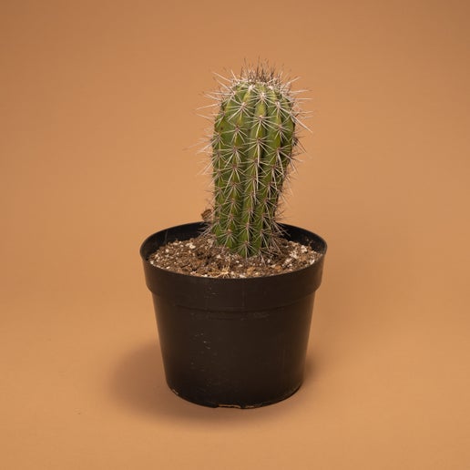 False Saguaro/Cardon Cactus (Pachycereus pringlei)