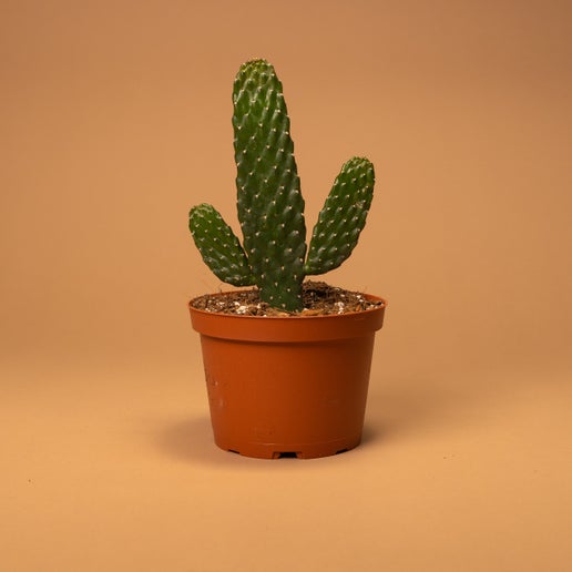 Road Kill/Cartoon Cactus (Opuntia rubescens)